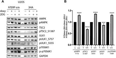 Human Telomerase RNA Protein Encoded by Telomerase RNA is Involved in Metabolic Responses